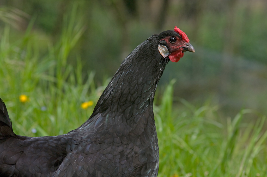 Une poule d'Alsace